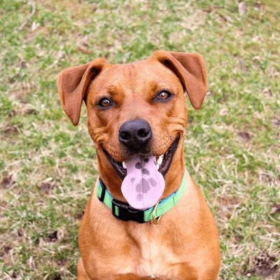 5 Reasons To Adopt A Mutt