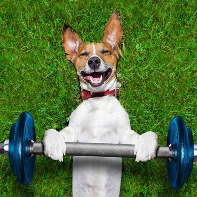 5 Ways To Celebrate Your Dog’s Fitness