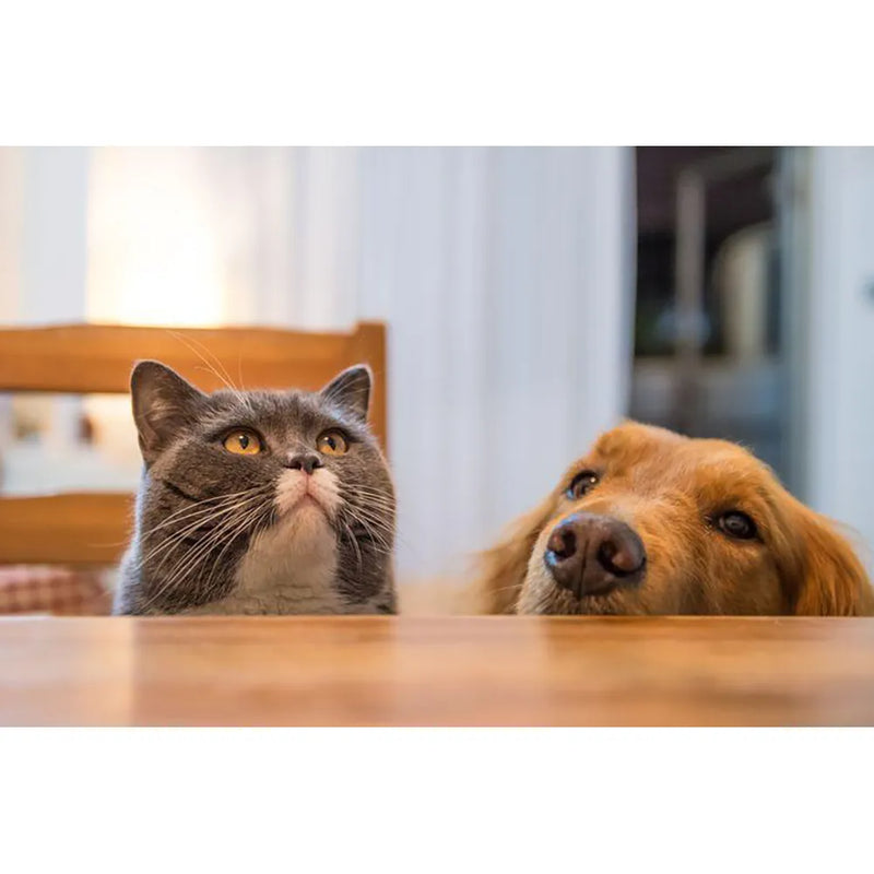 A grey cat and a golden retriever peeking over a table.