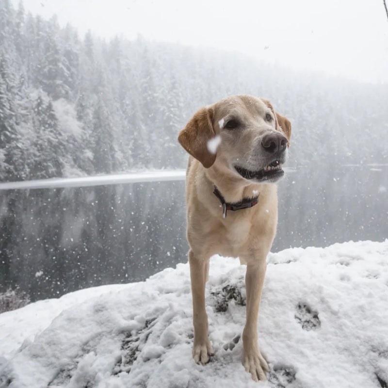 5 Creative Ways to Keep Your Pup Warm This Winter