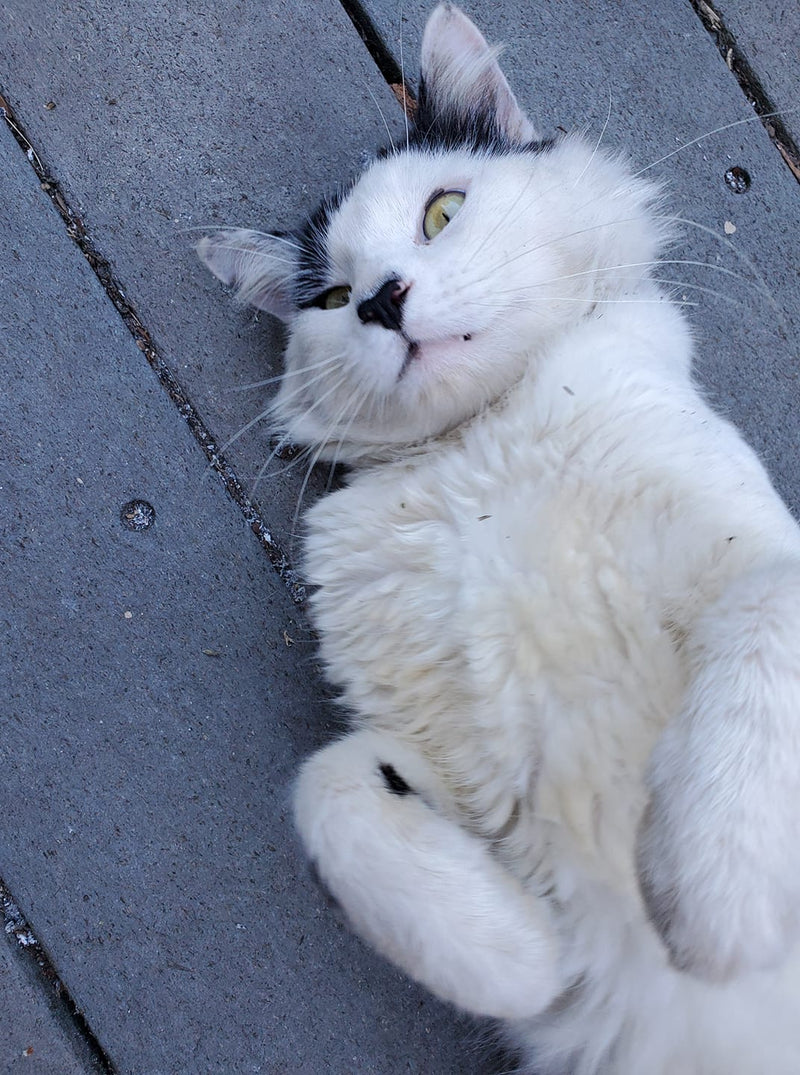 Meow-Choo! Cats Can Have Spring Allergies Too