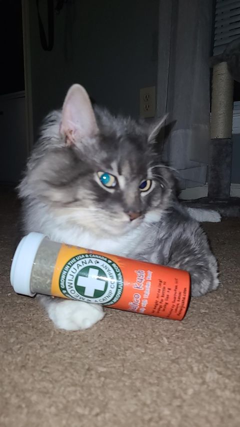 Valerian Root for Cats: A Calming Alternative