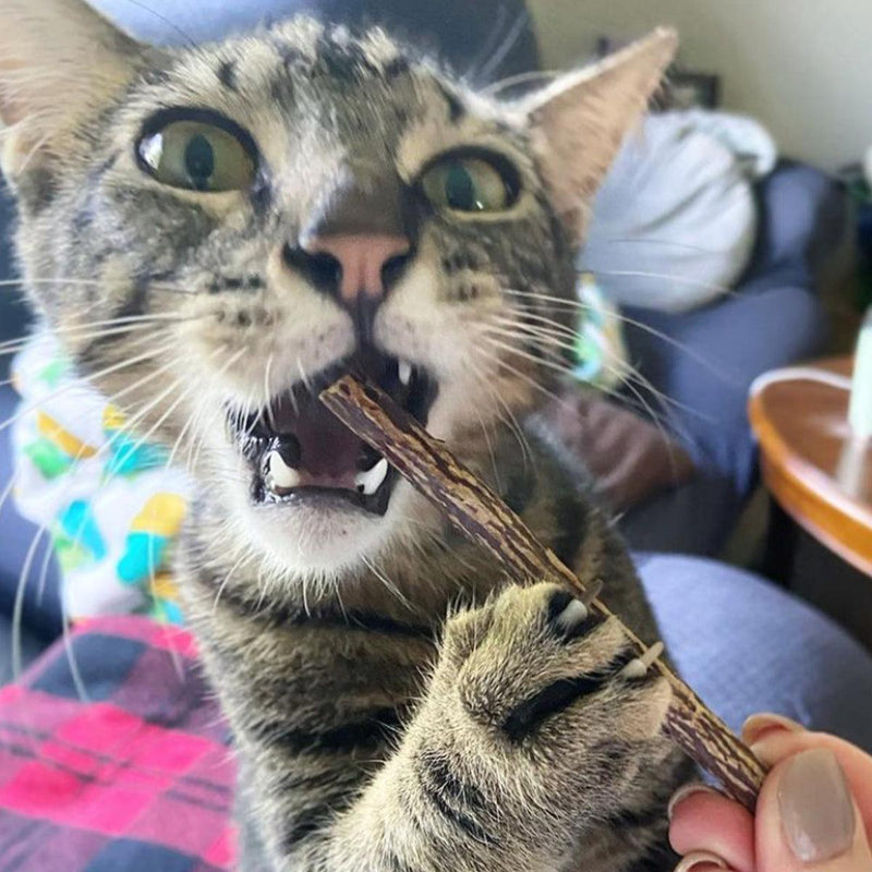 Silvervine vs Catnip: Which Is Better for Your Cat?