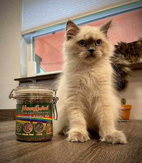 The Best Silvervine Products for Your Cat