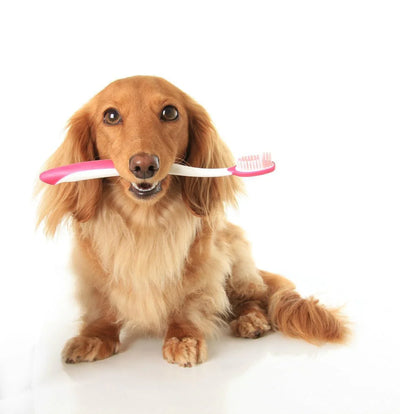 A Step-By-Step Guide to Brushing Your Dog’s Teeth
