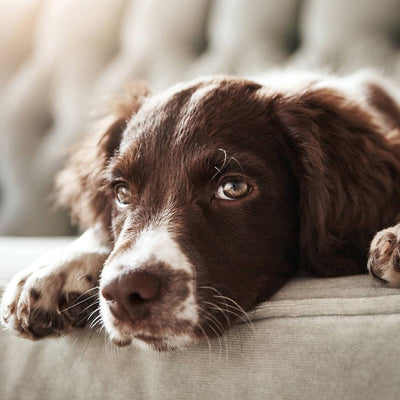 Do Dogs Get Bored? Tips To Alleviate Boredom