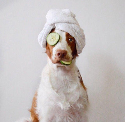 How to Help Your Dog Relax: 8 Calming Tips for Canines