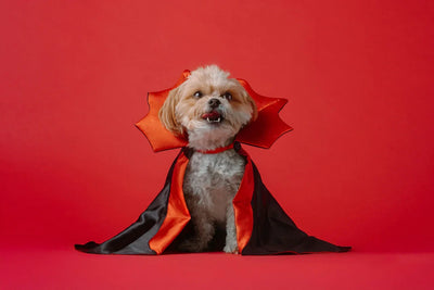How to Help Keep Your Dog Calm During Halloween