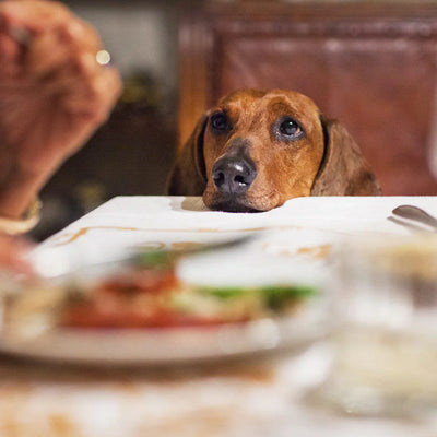The Guide To Your Pet And Holiday Foods