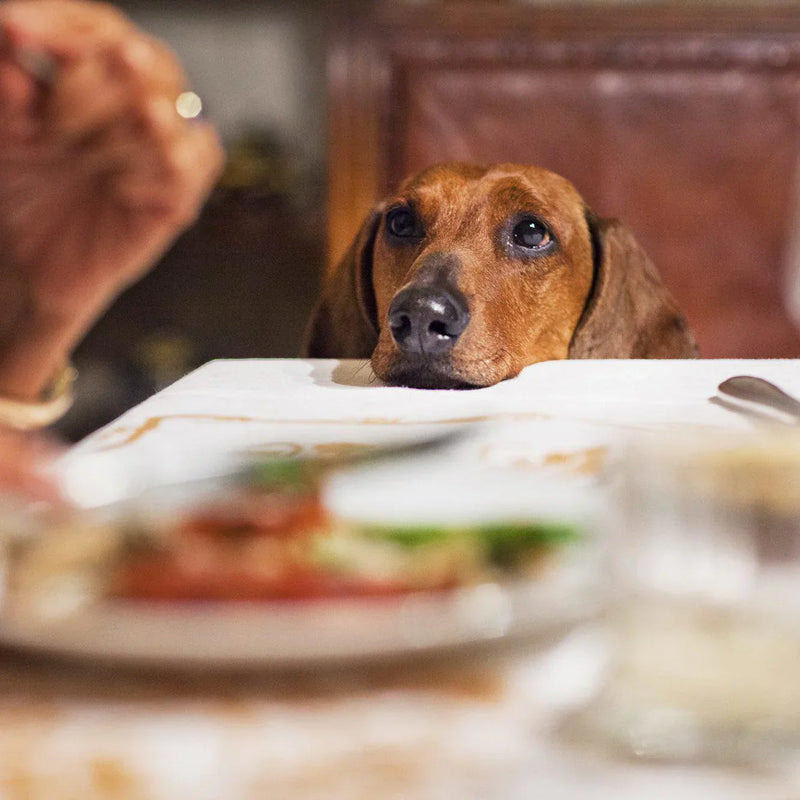 The Guide To Your Pet And Holiday Foods