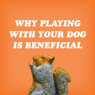 Why Playing With Your Dog Is Beneficial