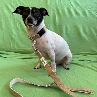 Doggijuana® Hemp Dog Collar