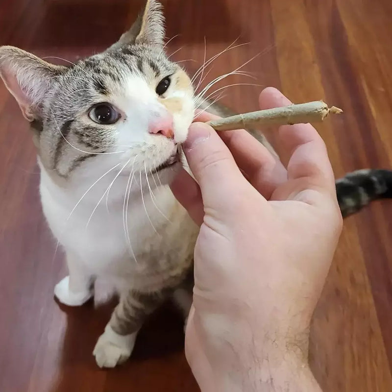 Is Your Kitty Bored of the Same Old Toys?