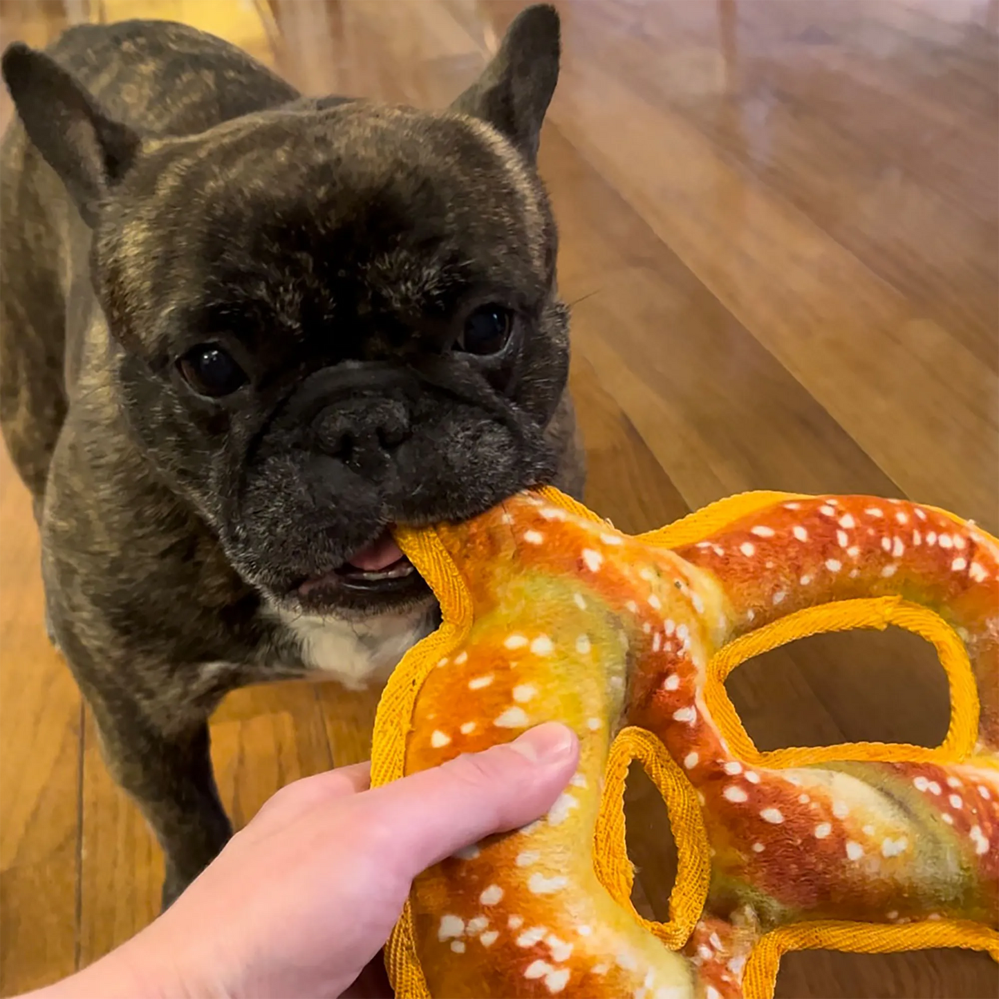 French Bulldog gripping Doggijuana Pretzel Toy, crafted for medium chewers with a refillable Juananip pocket for extra relaxation.