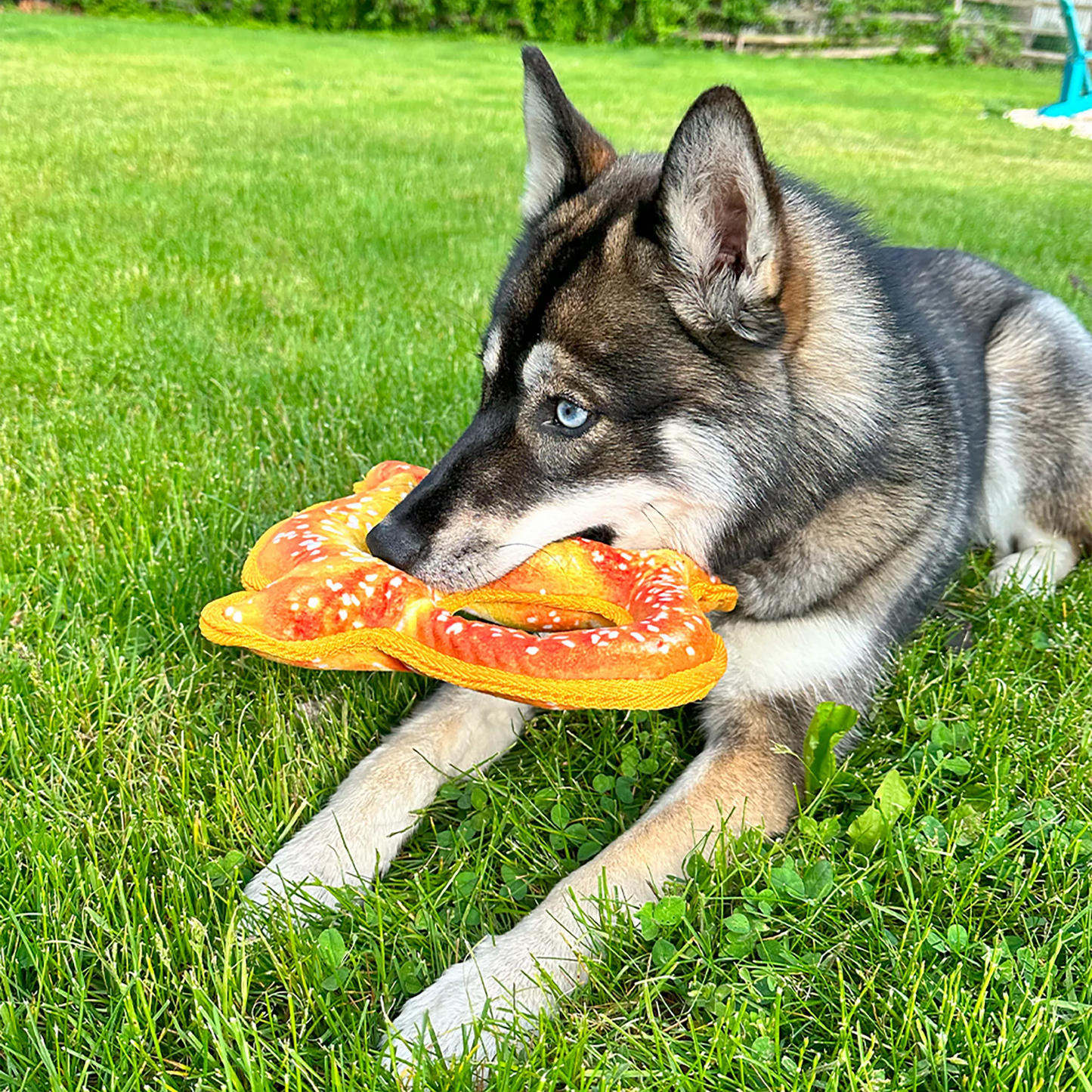 Husky chewing Doggijuana Pretzel Toy on the grass, showcasing double-layered fabric, rope core, and soothing Juananip for relaxing play.
