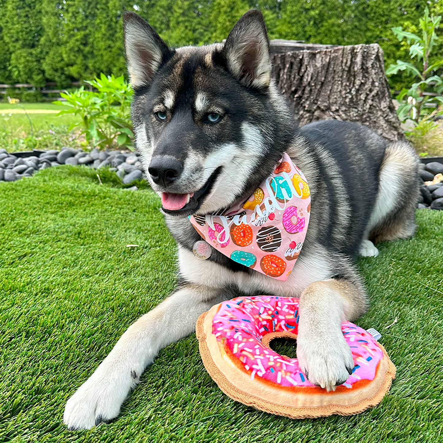 Dog happily playing outdoors with a pink donut-shaped toy filled with calming Juananip, perfect for medium chewers and interactive play.