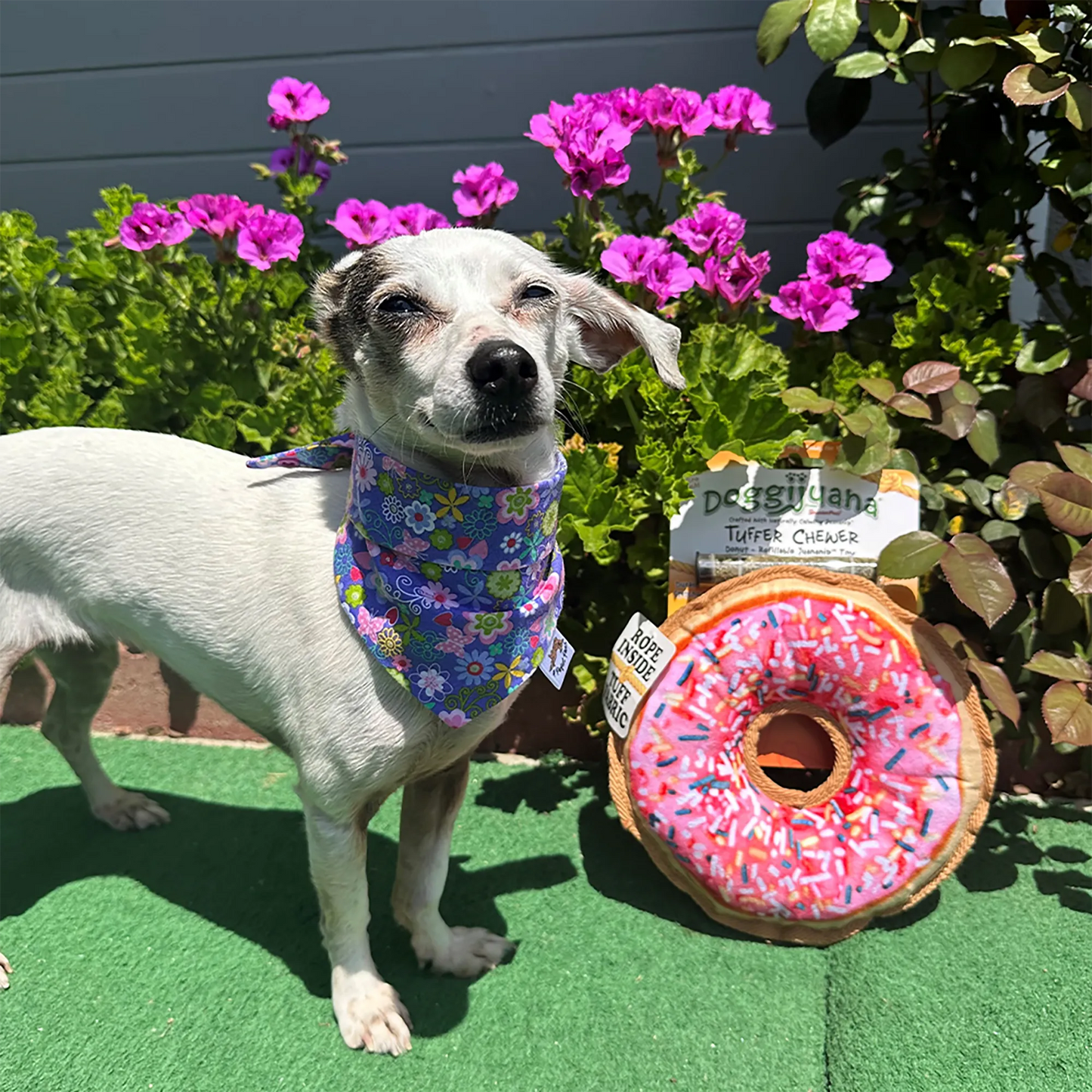 Small dog wearing a flowered bandana, smiling in front of a pink donut-shaped dog toy filled with Juananip for calming playtime.