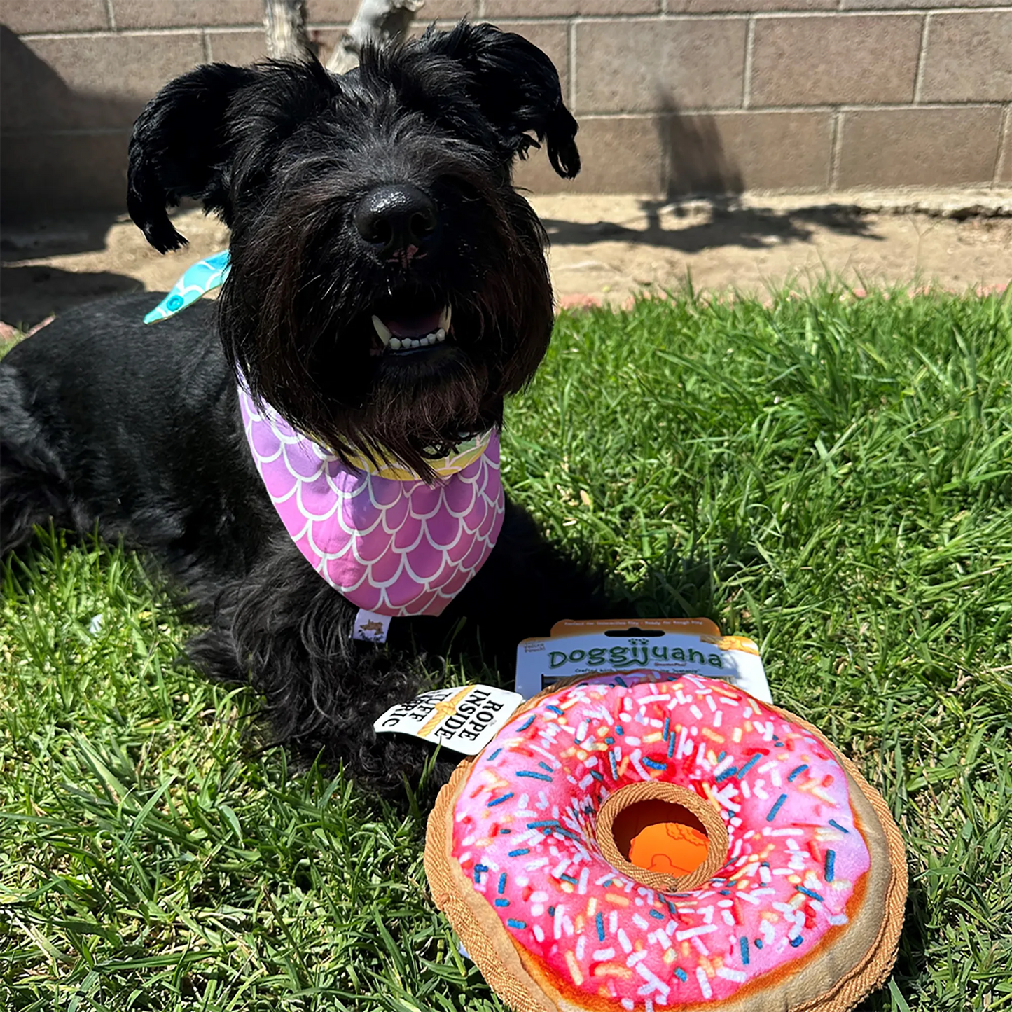 Happy dog with a donut-shaped toy on the grass, promoting calming effects with the Juananip refillable pocket for a longer, relaxed playtime.