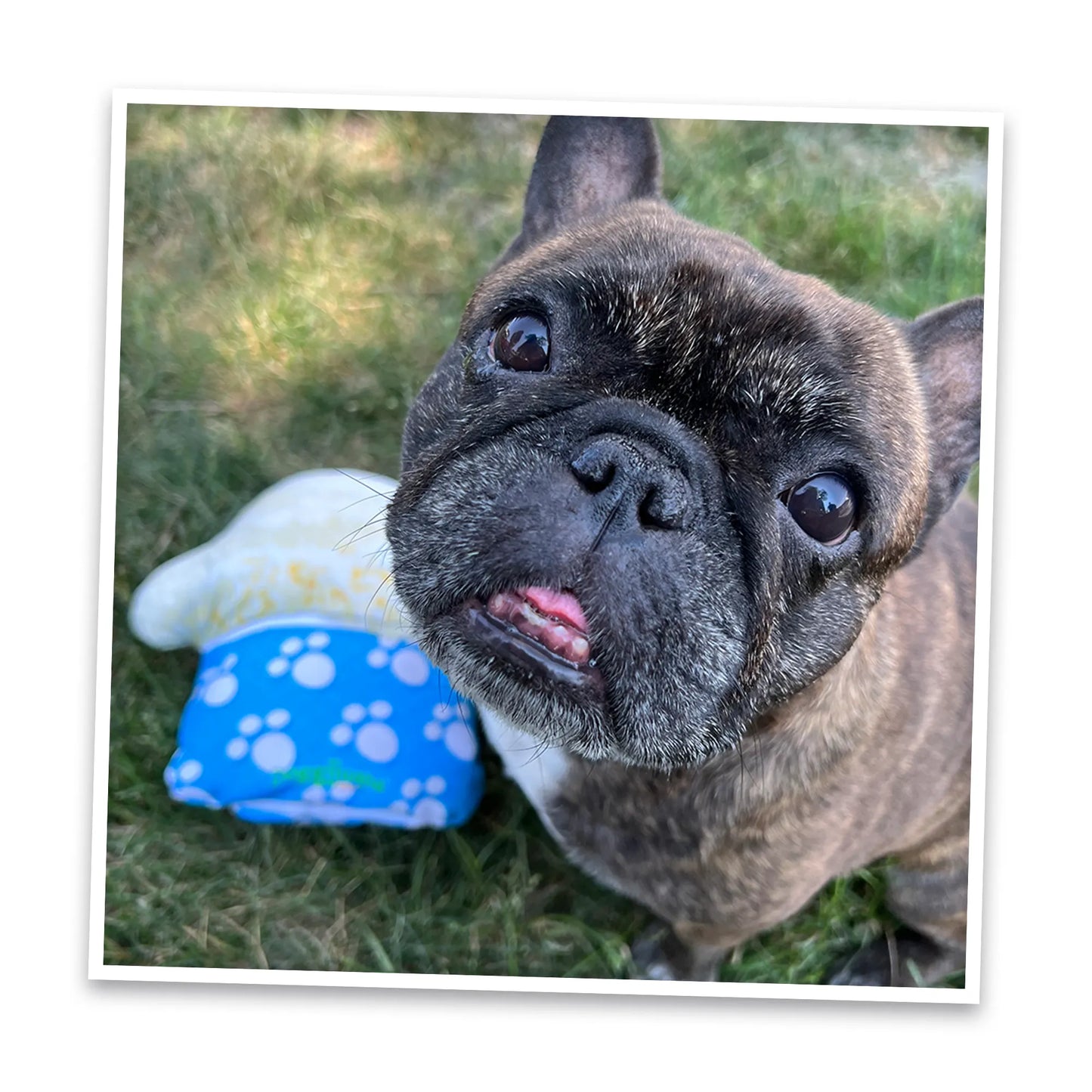 Get the Munchies Pup Cup Refillable Dog Toy