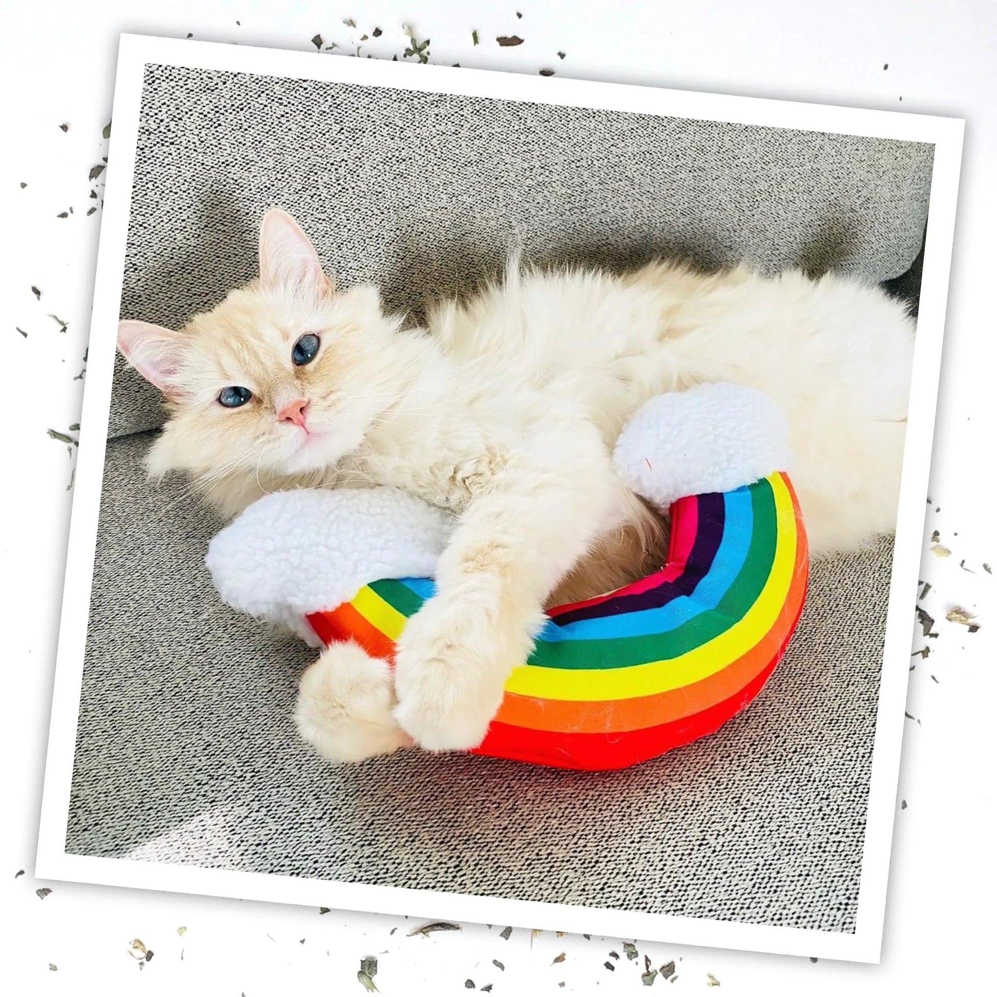 A fluffy white cat snuggling the rainbow-shaped catnip toy on a gray couch, looking at the camera.
