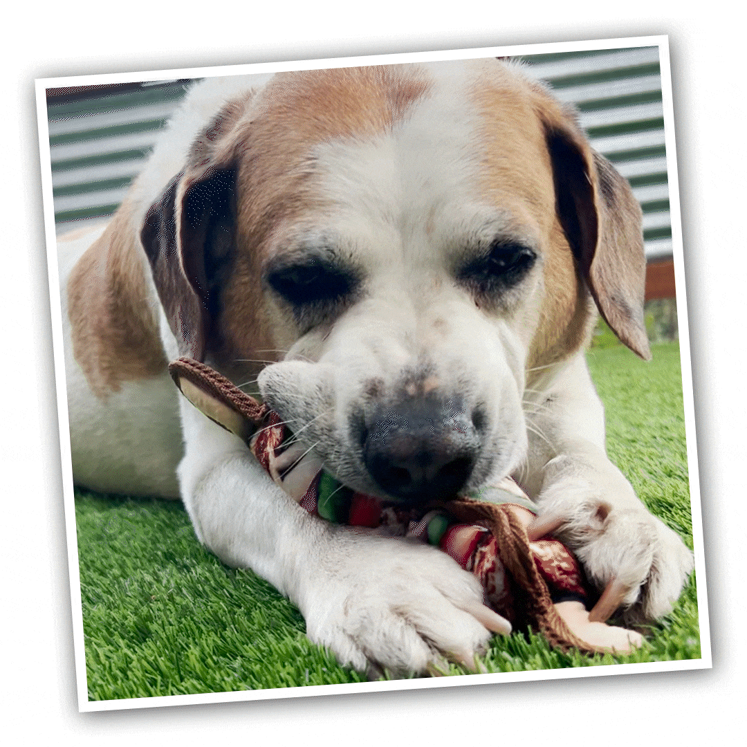 Tuffer Chewer Mini Doggi Duo Bundle - Grilled Kebab & Juananip