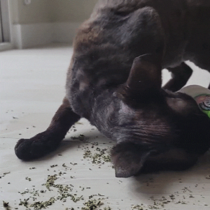 Animated cat rolling joyfully in a scattering of catnip.