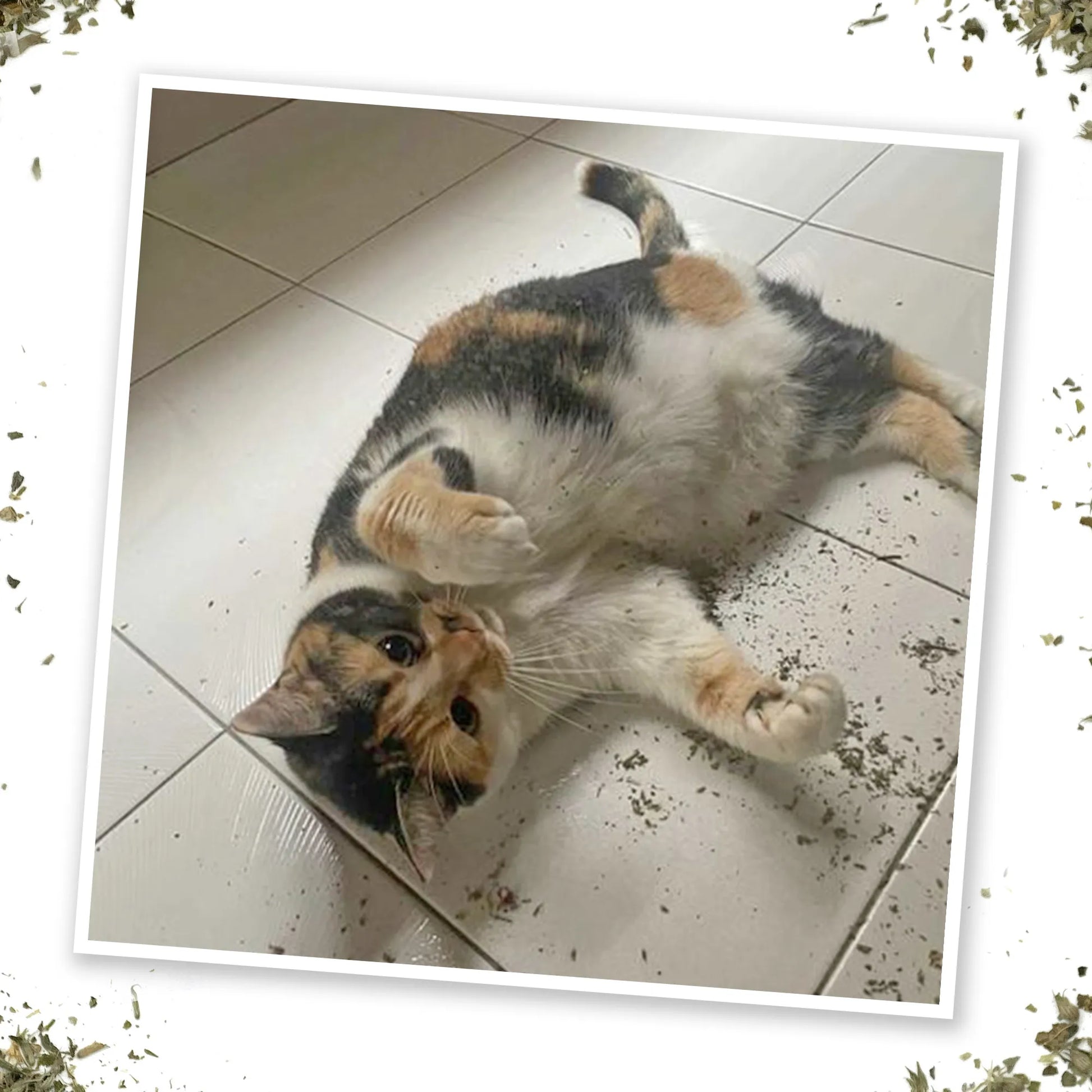Cat enjoying the catnip blend on the floor.