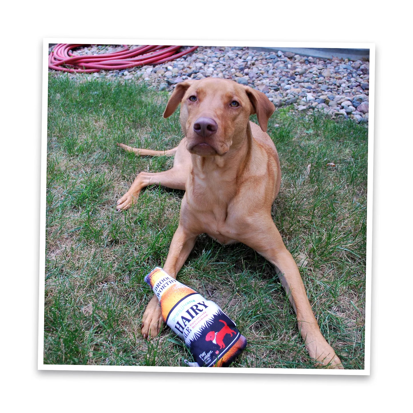 Get the Pawty Started Hairy Ale Refillable Dog Toy