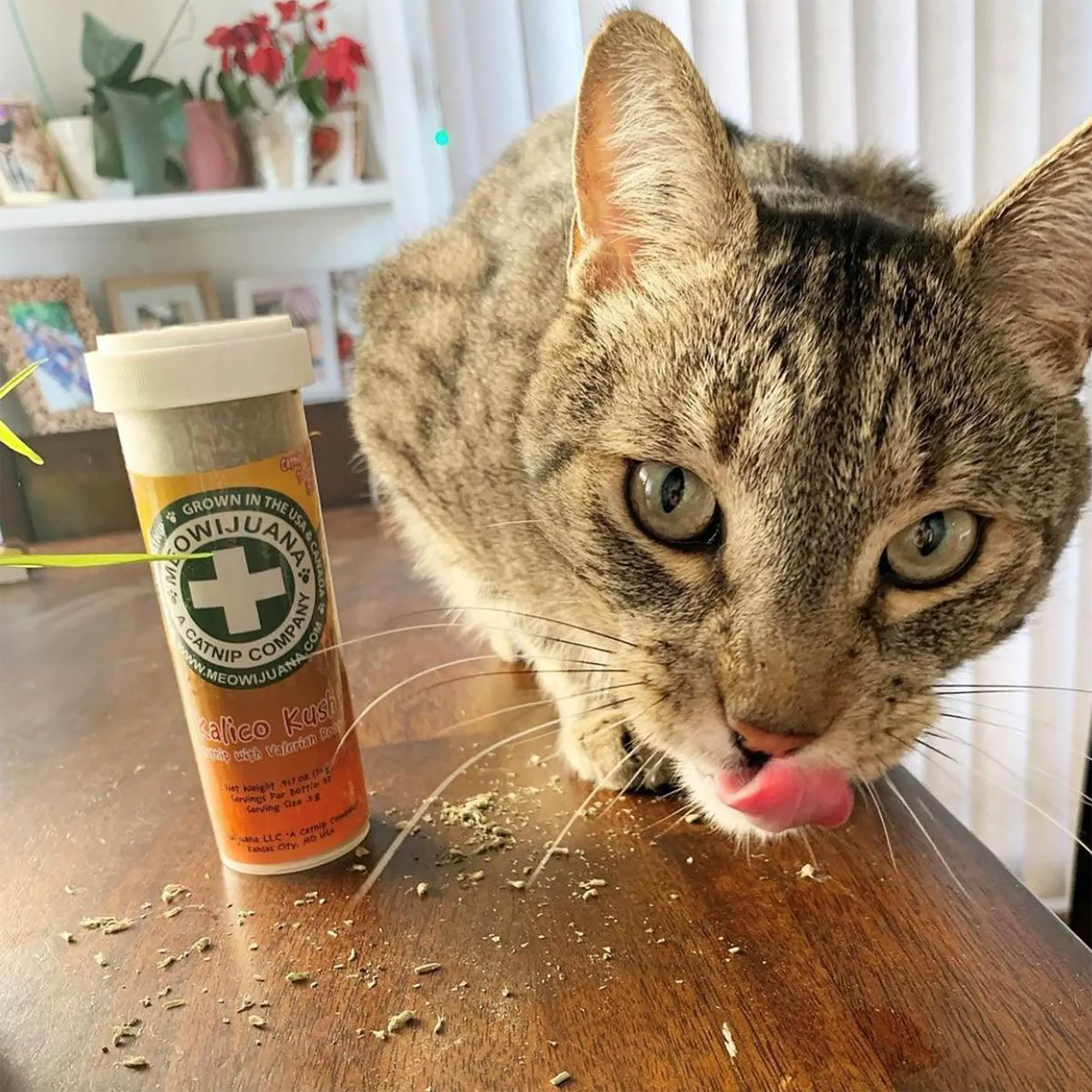 Tabby cat licking scattered Kalico Kush catnip next to the bottle on a wooden surface.