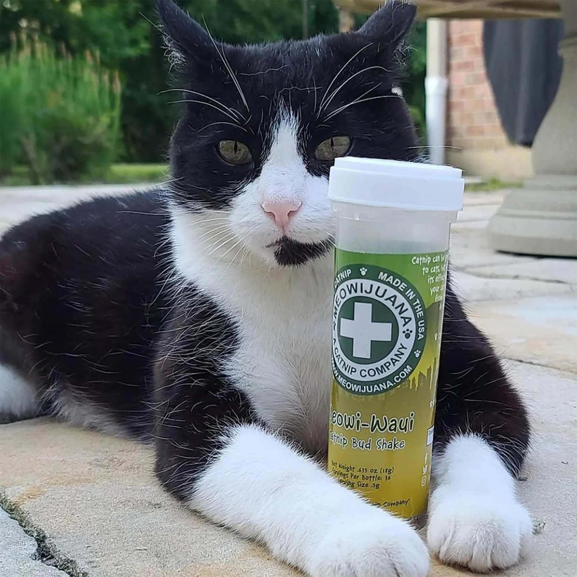 Black and white cat sitting outdoors with a Meowi-Waui catnip container, looking calm and relaxed.