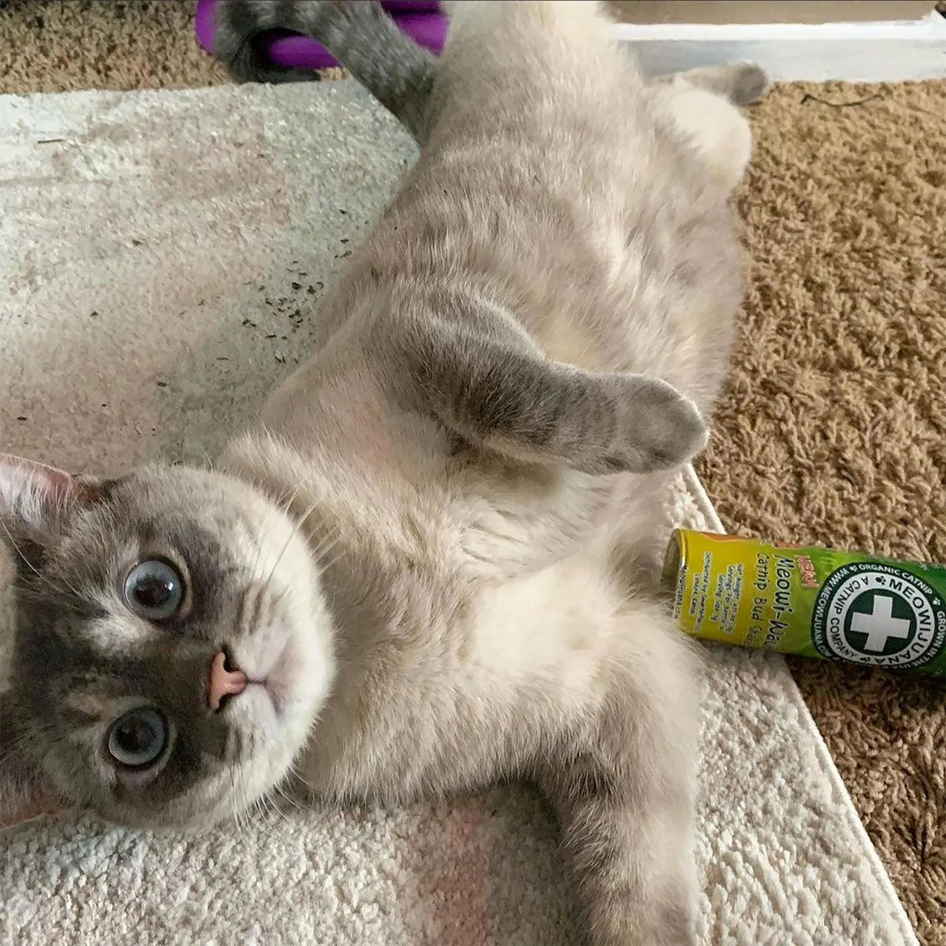 Gray and white cat lying on its back with a Meowi-Waui catnip container nearby, gazing up with wide eyes.