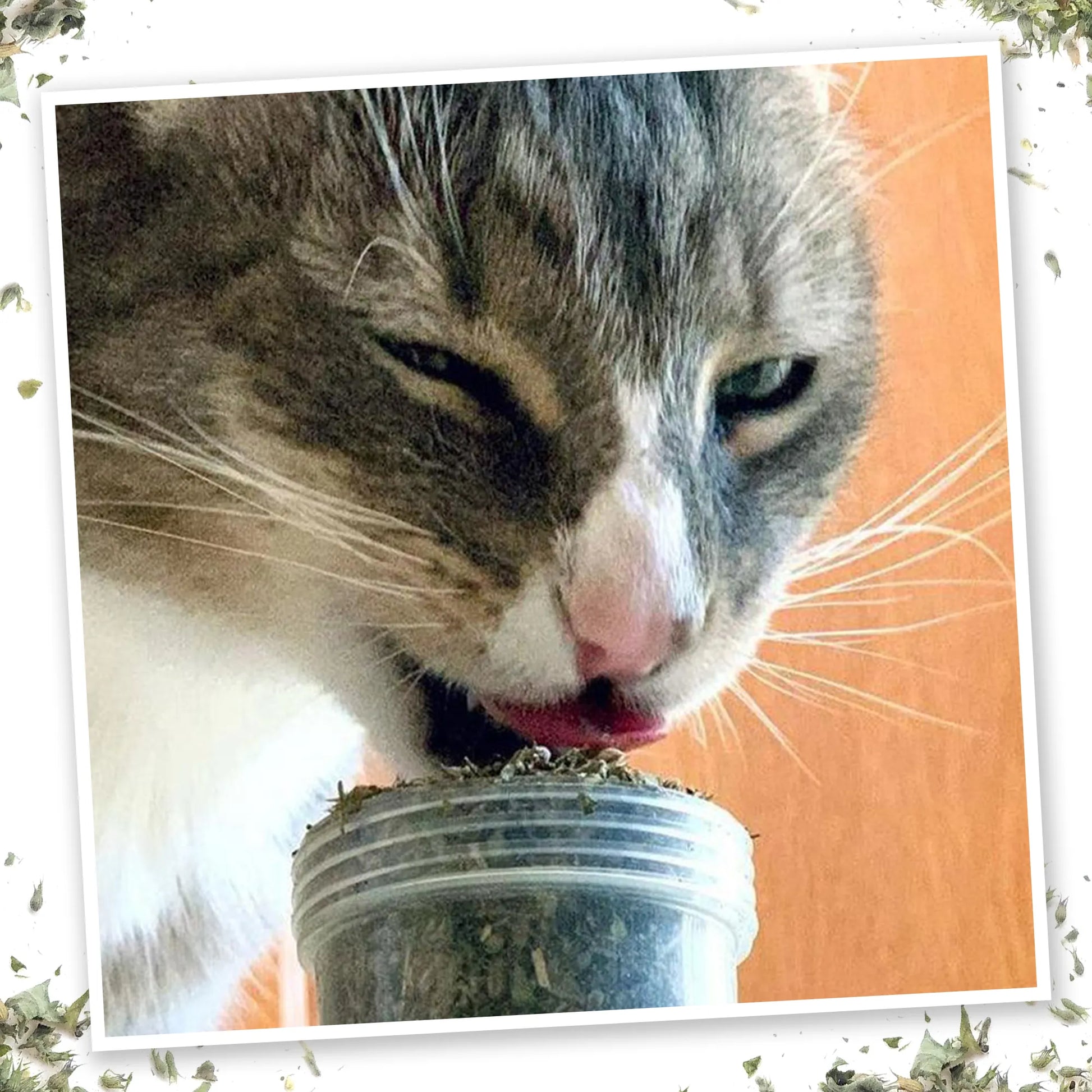 Cat licking the top of a Meowi-Waui catnip container, showing enjoyment and engagement with the product.