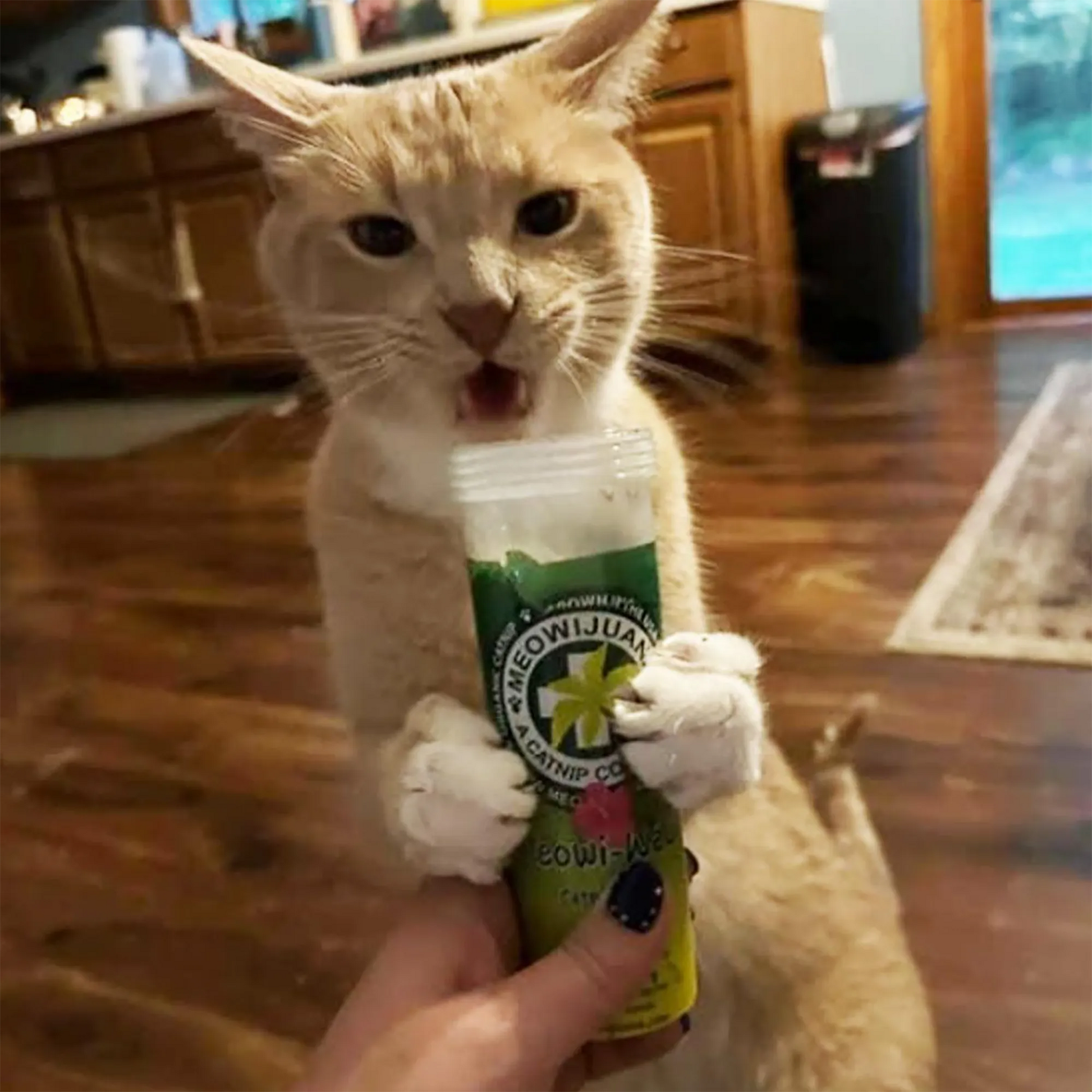 Cat gripping a Meowi-Waui catnip container with paws and mouth, showing intense interest in the product.