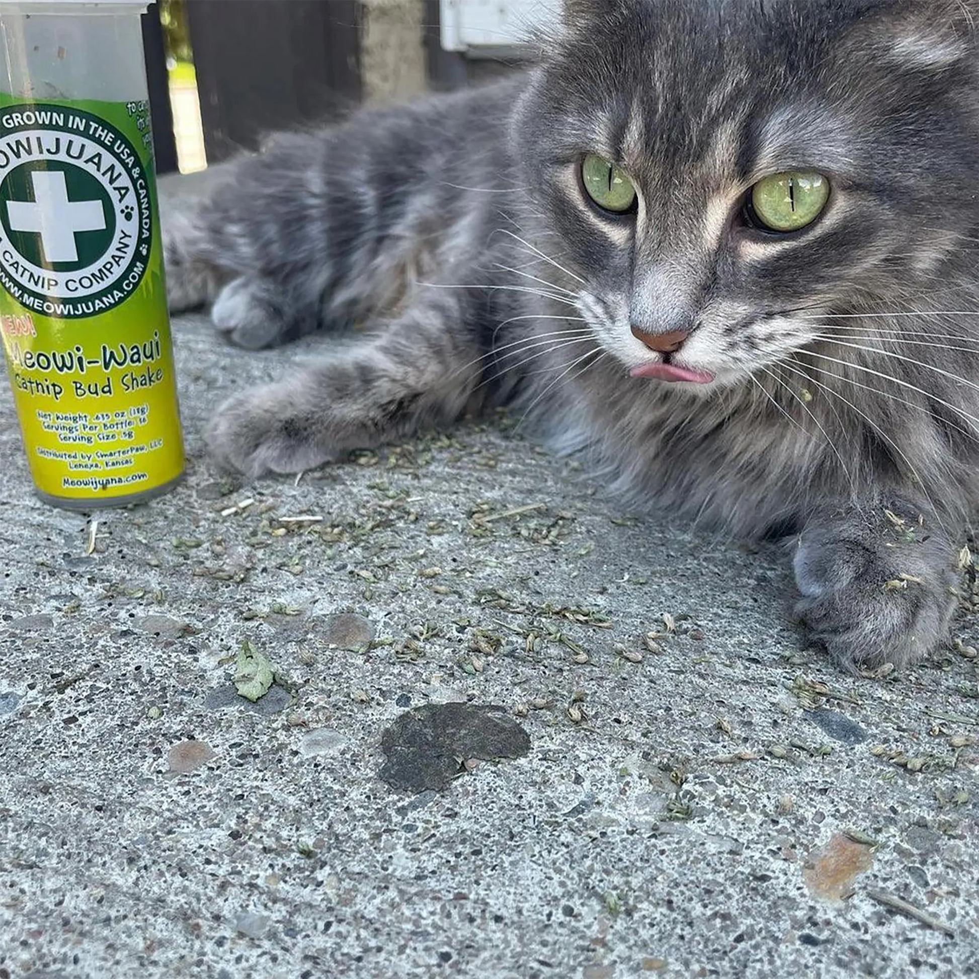 Gray cat lying next to an open Meowi-Waui catnip container outdoors, looking relaxed and pleased.