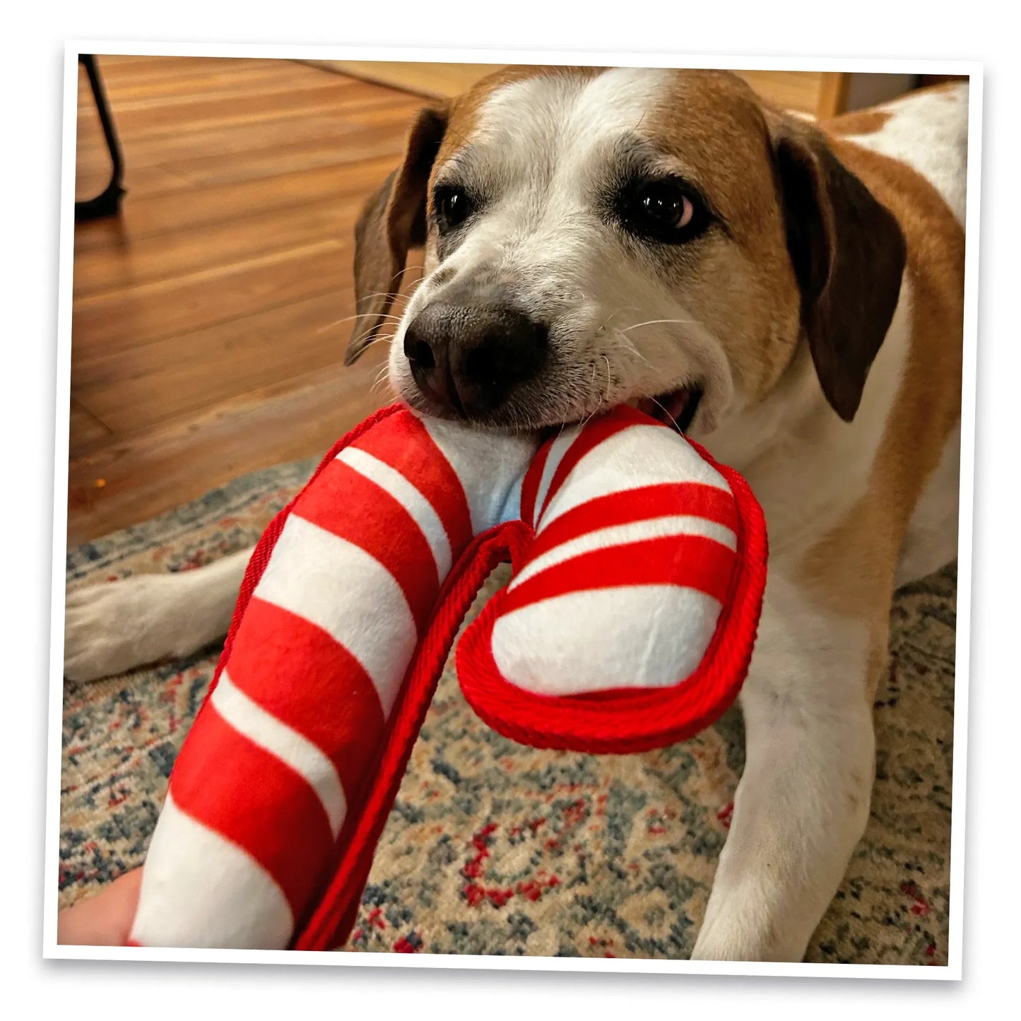 Dog enjoying the candy cane-shaped dog toy, chewing and playing with it on a carpeted floor.