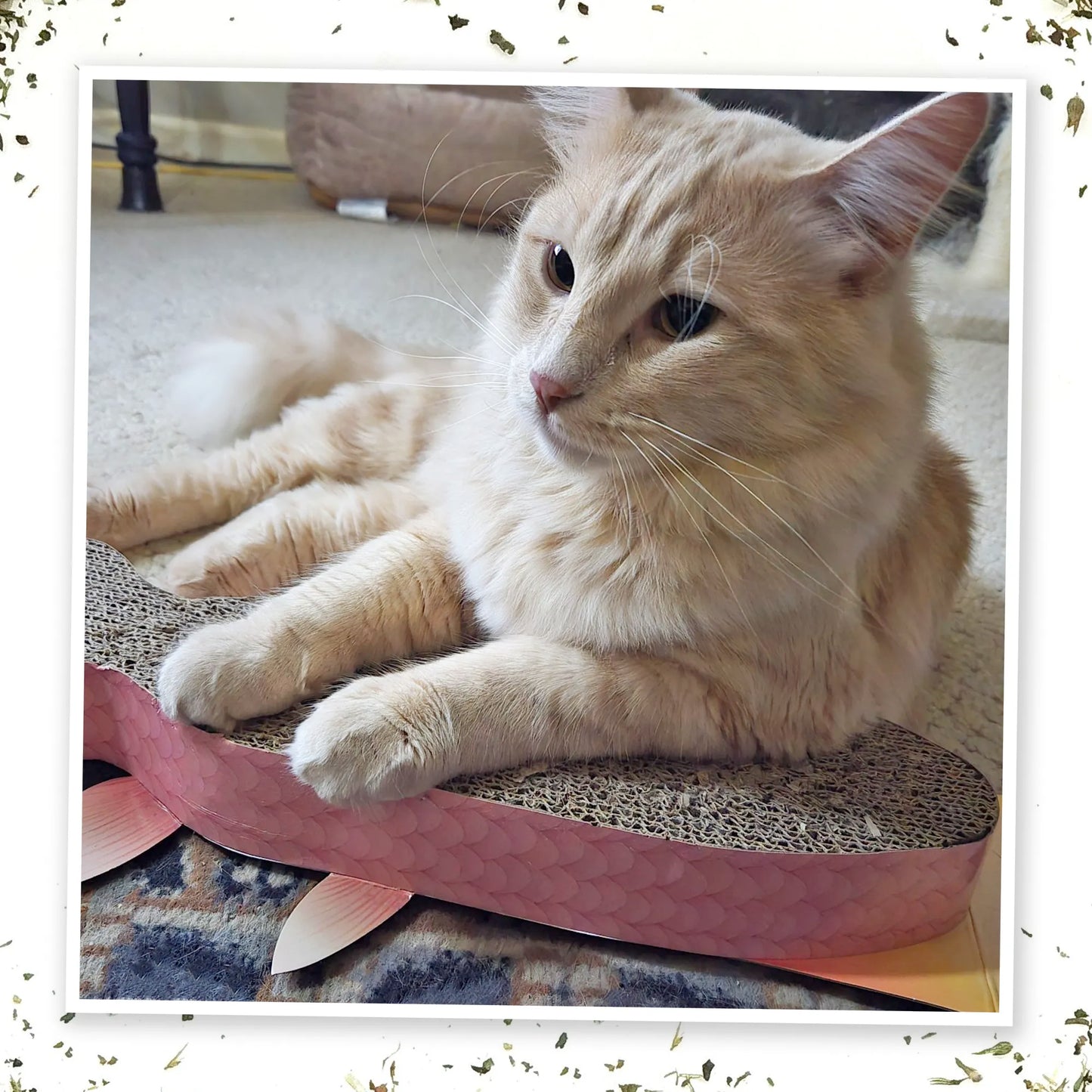 A relaxed cat lounges on a fish-shaped scratcher infused with premium catnip, enjoying a calming and engaging experience.