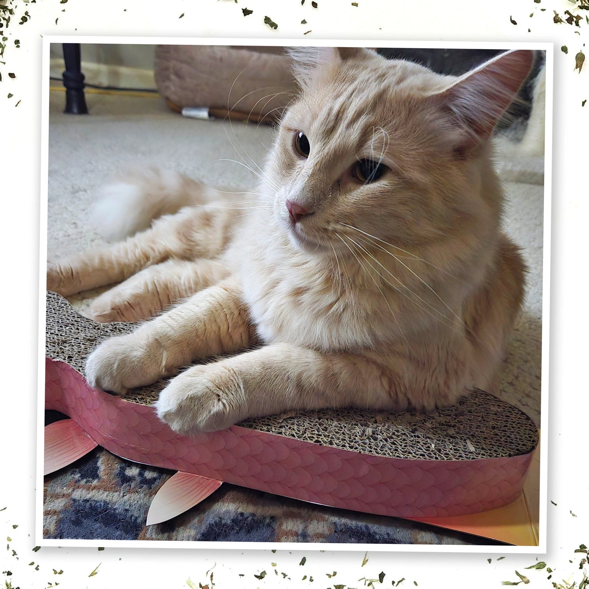 Meowijuana scratcher & rainbow trout toy bundle