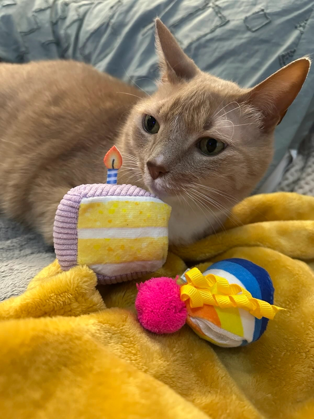 Get Celebrated Cake and Hat Catnip Toy 2-Pack