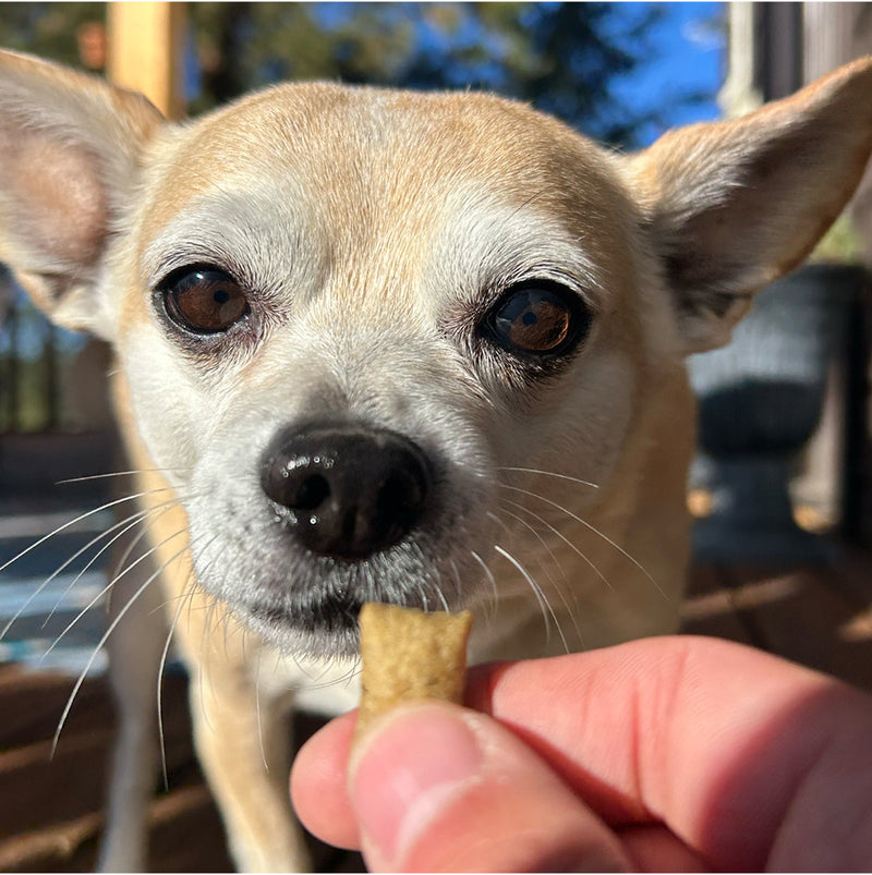 Natural Calming Treats for Dogs: What to Look For