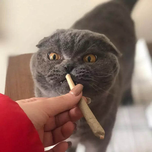What Are Catnip Joints and Rollies?