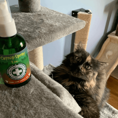 Catnip Spray: The Complete Guide