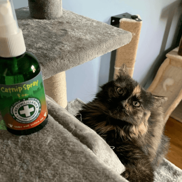 Catnip Spray: The Complete Guide