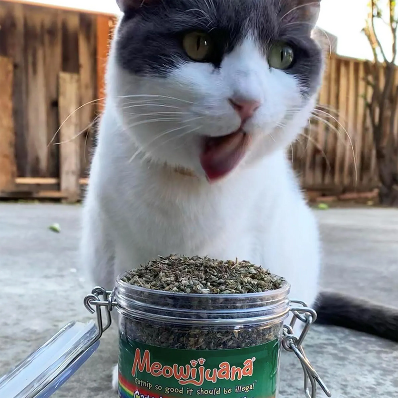 How to Calm an Anxious Cat: 5 Herbs That Actually Help