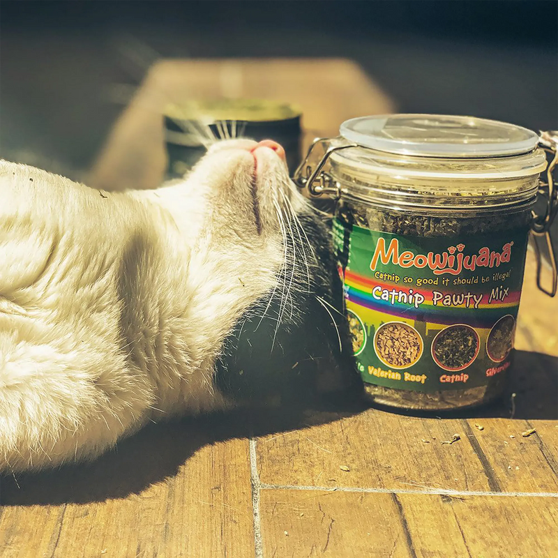 How to Calm an Anxious Cat: 5 Herbs That Actually Help