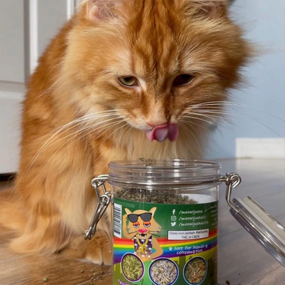 Herbal Alternatives to Catnip for Cats That Need Variety