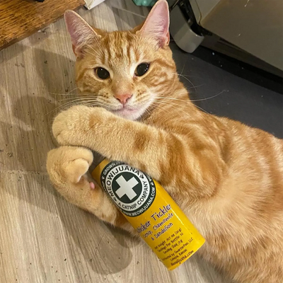 Award-Winning Catnip Since 2017: The Complete SmarterPaw Award History