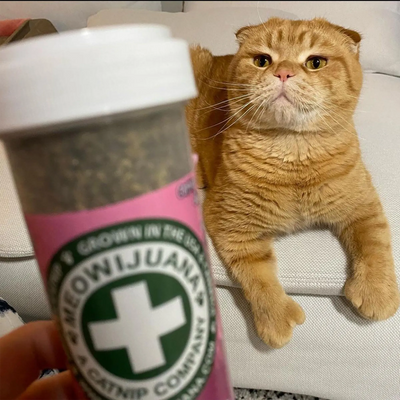 Is Lavender Really Toxic to Cats? The Truth About Our Lavender Infused Blends