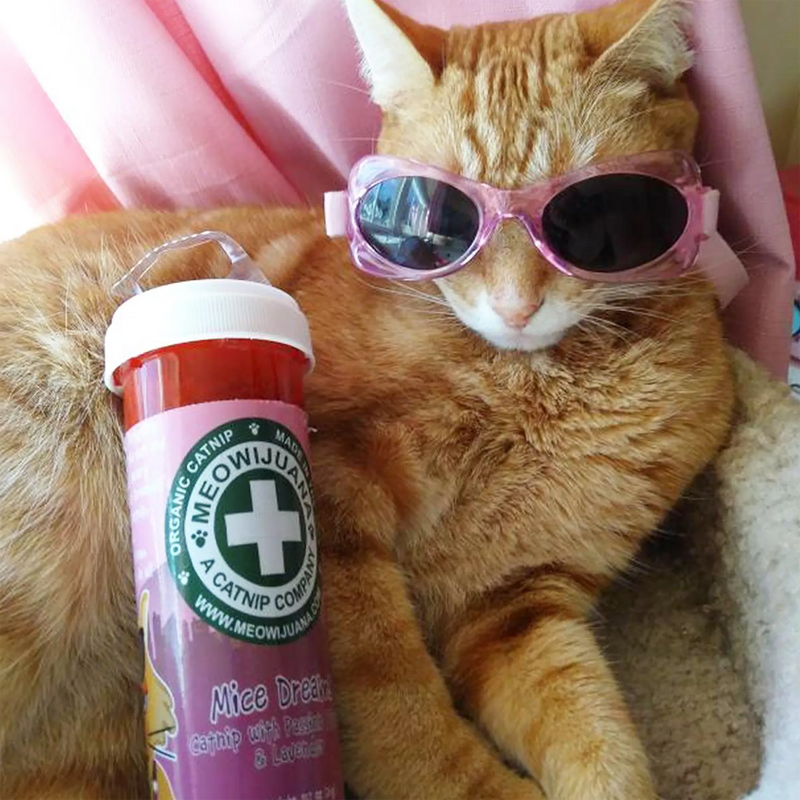 Best Catnip for Cats: The Complete 2026 Buyer's Guide