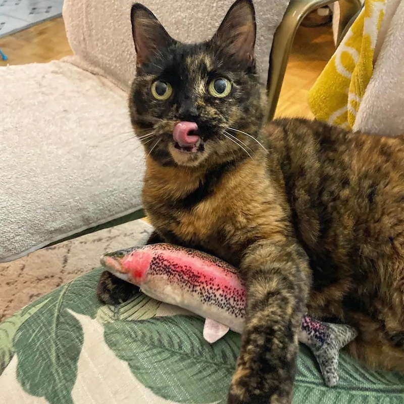 Tortoiseshell Cat Personality Traits