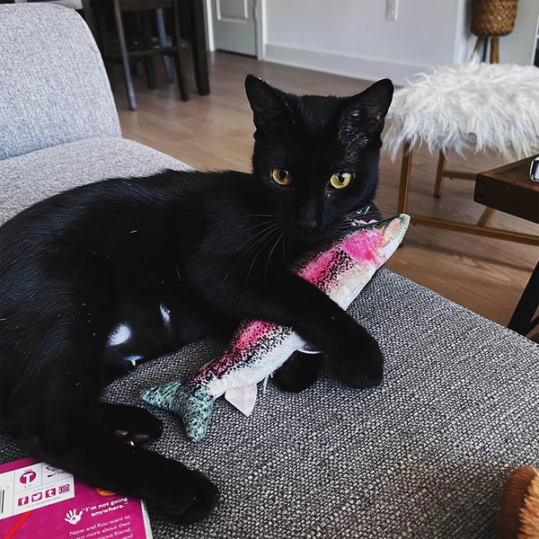 Black Cat Personality Traits